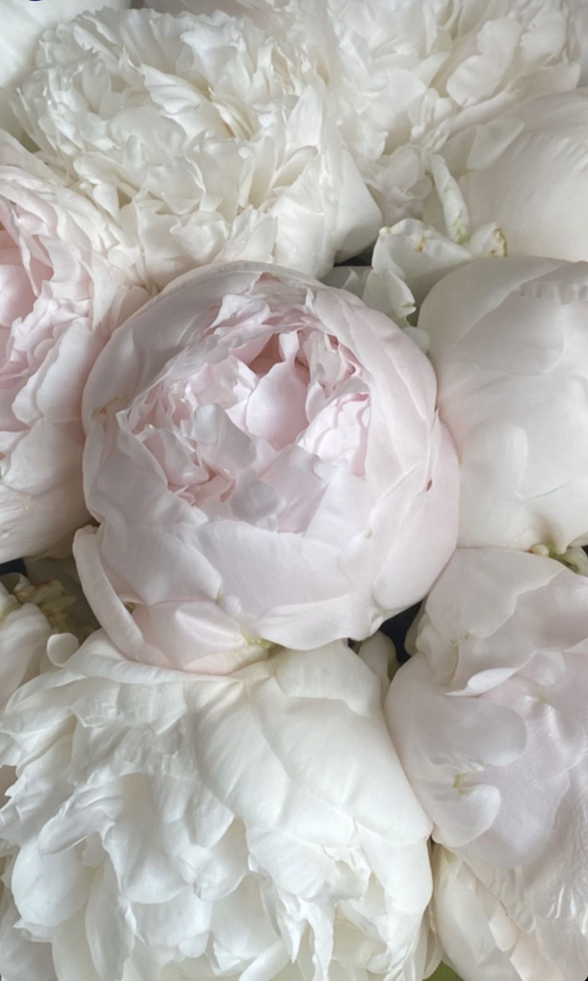 
                  
                    Fragrant peonies Mother’s Choice
                  
                